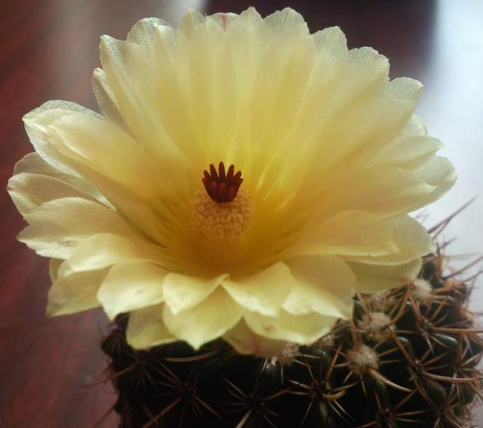 Файл:Notocactus mammulosus S.jpg