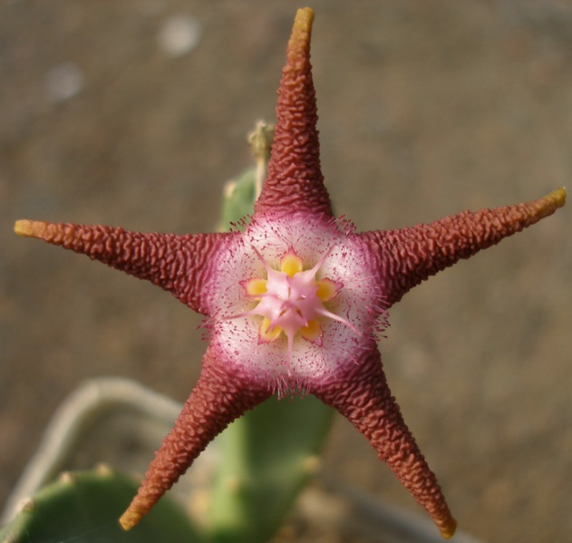 Файл:Stapelia flavopurpurea 470.jpg