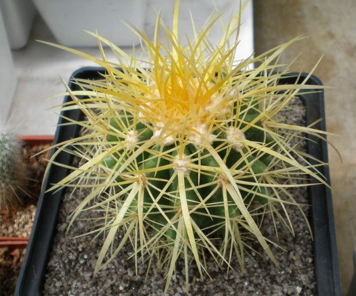 Файл:Echinocactus grusonii Tit.jpg