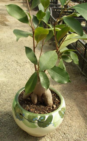 Файл:Ficus sp. Iv.jpg