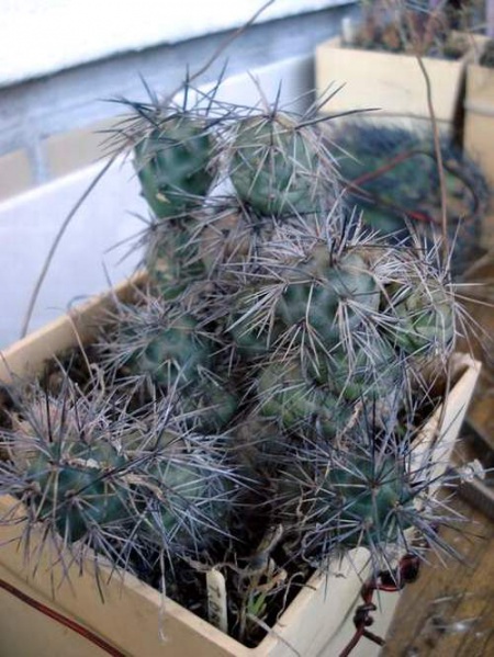 Файл:Tephocactus bruchii Burzak.jpg
