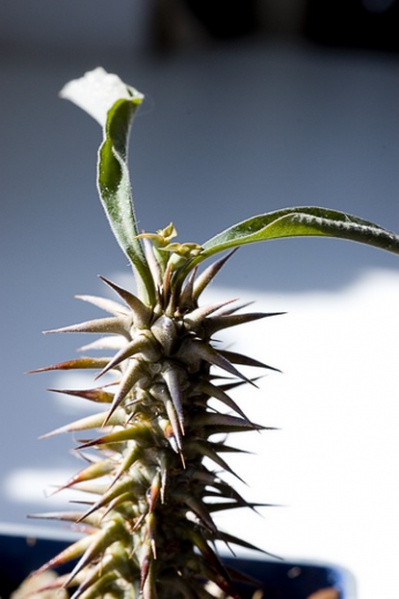 Файл:Euphorbia rossii Marek.jpg