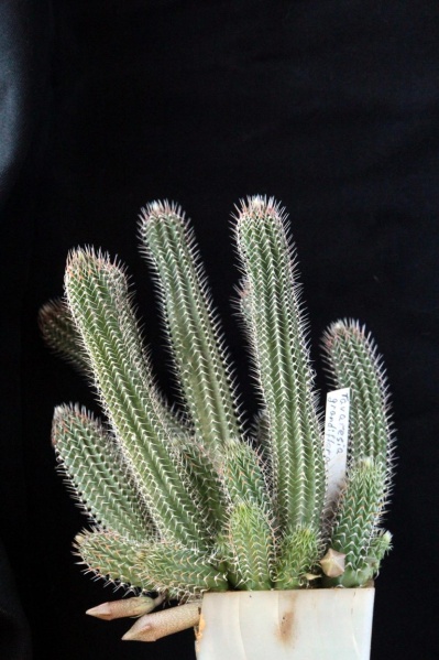 Файл:Tavaresia grandiflora.jpg