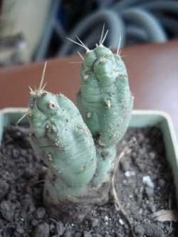 Cumulopuntia dactylifera