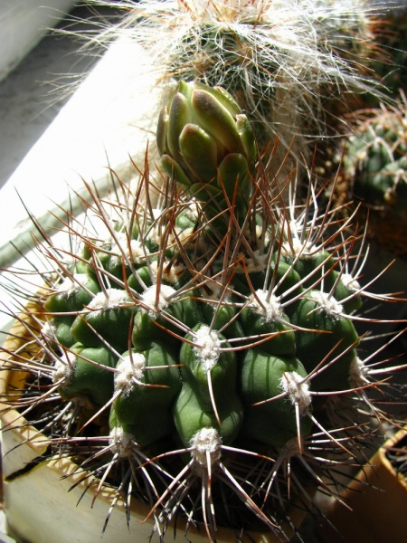 Файл:Gymnocalycium valnicekianum.jpg