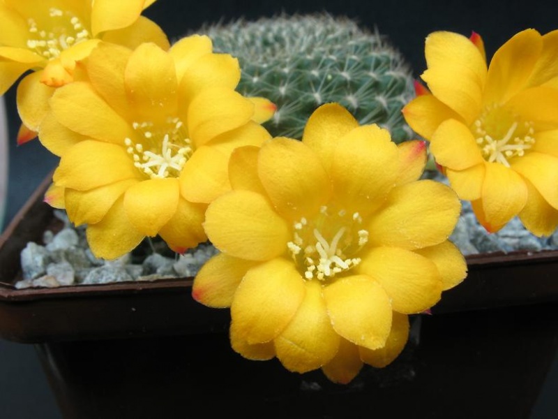 Файл:Rebutia marsoneri-Рыж.jpg