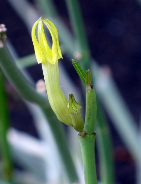 Файл:Ceropegia dichotoma 1.jpg