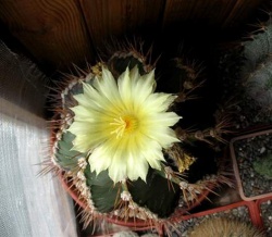 Astrophytum ornatum f. virens