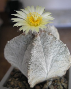 Astrophytum coahuilense