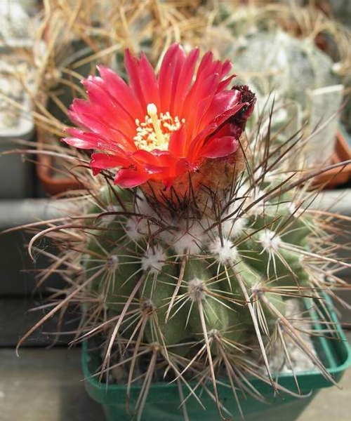 Файл:Parodia suprema Ru.JPG