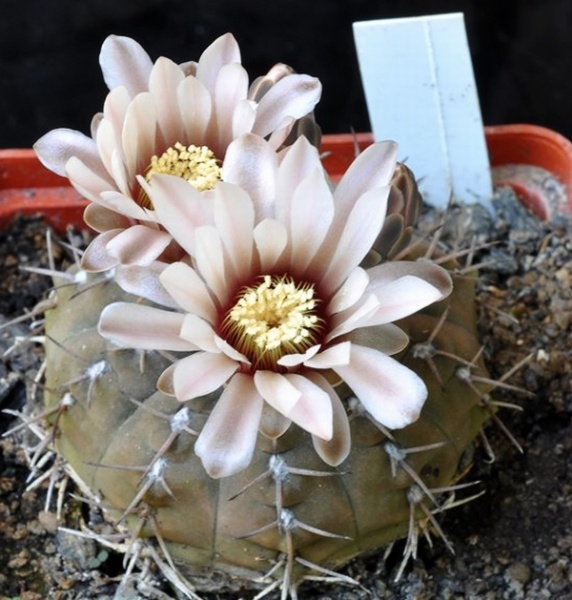 Файл:Gymnocalycium platygonum.jpg