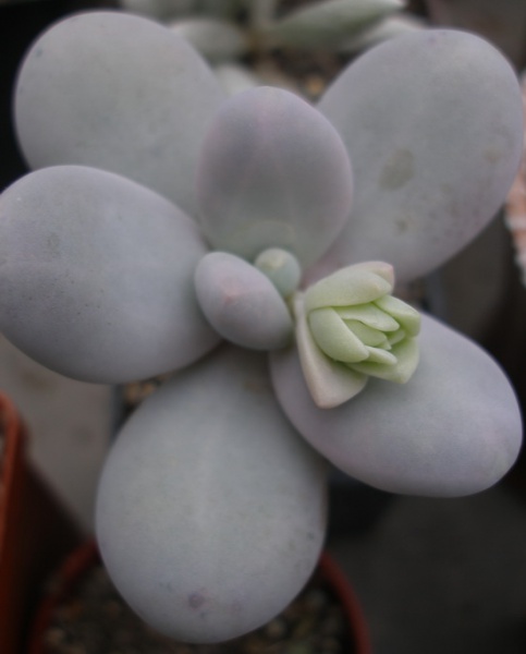 Файл:Pachyphytum oviferum.jpg