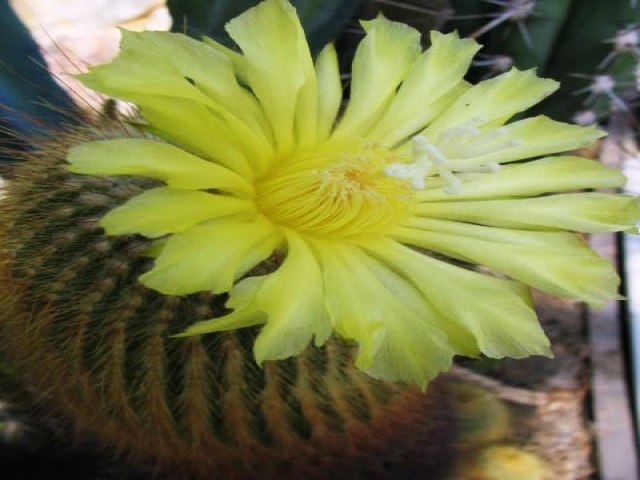Файл:Eriocactus leninghausii.jpg