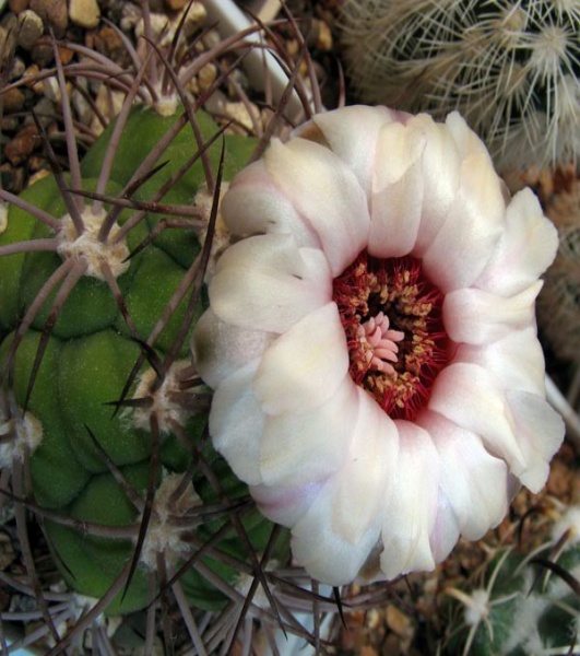 Файл:Gymnocalycium marquezii.jpg