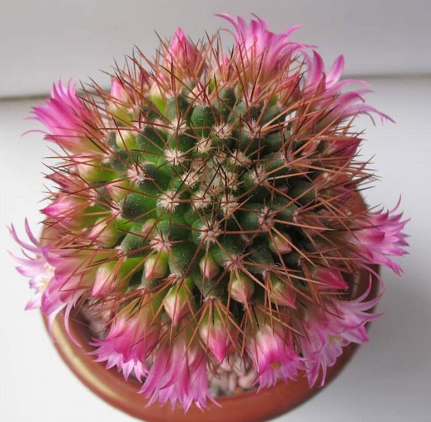 Файл:Mammillaria backebergiana Sk.jpg