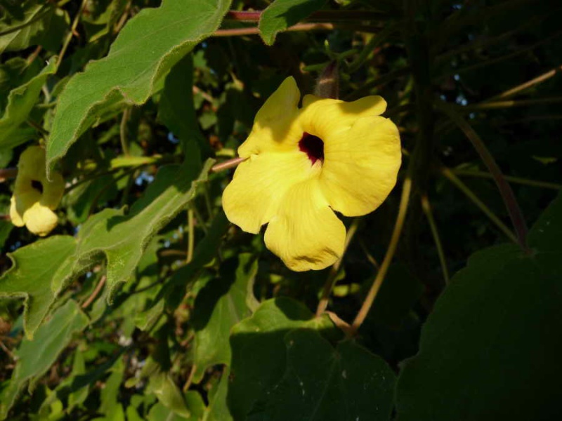 Файл:Uncarina grandidiery floTim.jpg