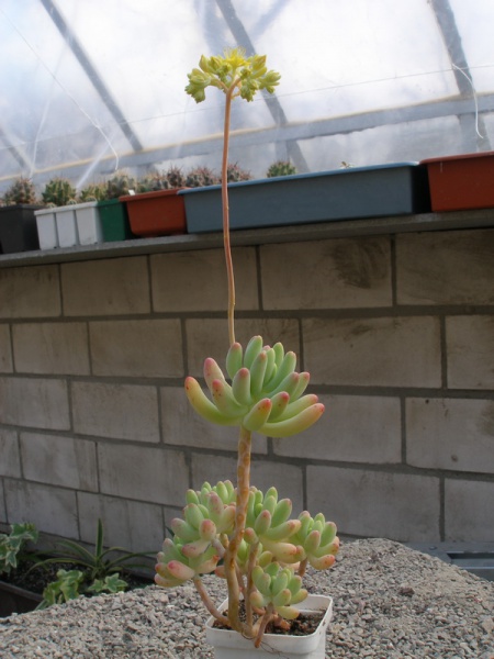 Файл:Sedum pachyphyllum.jpg