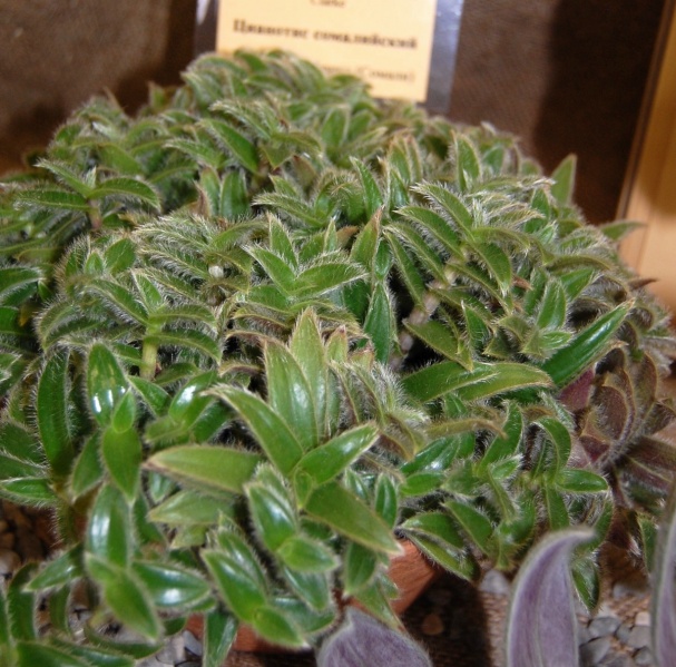 Файл:Cyanotis somaliensis.jpg