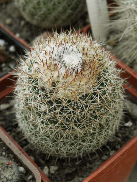 Файл:Parodia gibbulosa.jpg