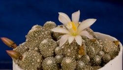 Blossfeldia liliputana