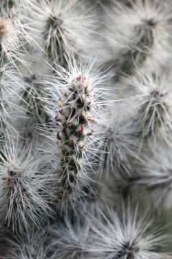 CYLINDROPUNTIA bigelowii'