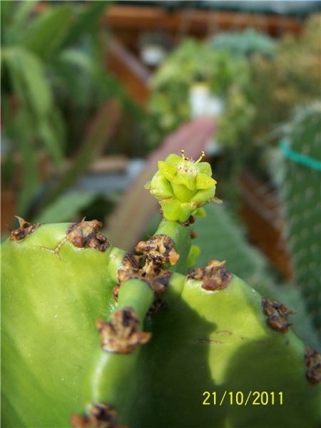 Файл:Euphorbia candelabrum.jpg
