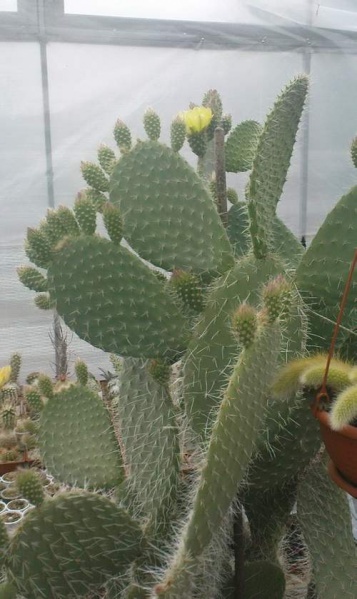 Файл:Opuntia leucotricha.jpg
