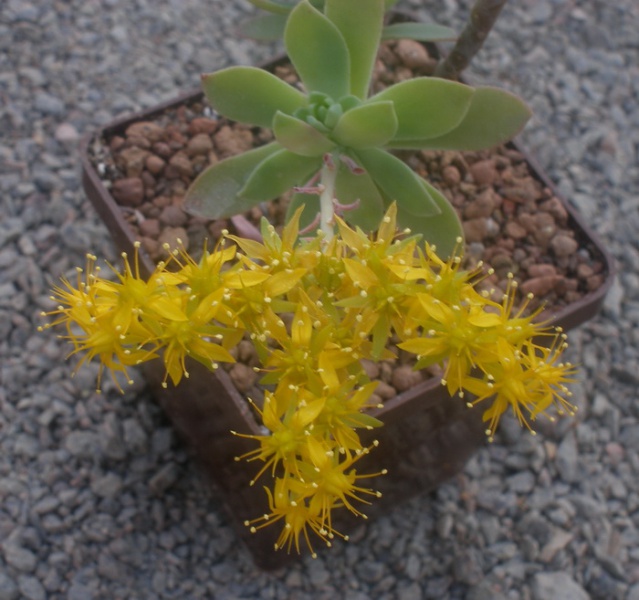 Файл:Sedum compressum.jpg