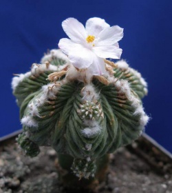 Aztekium ritteri