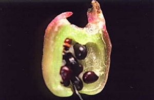 Copiapoa angustiflora -2.jpg