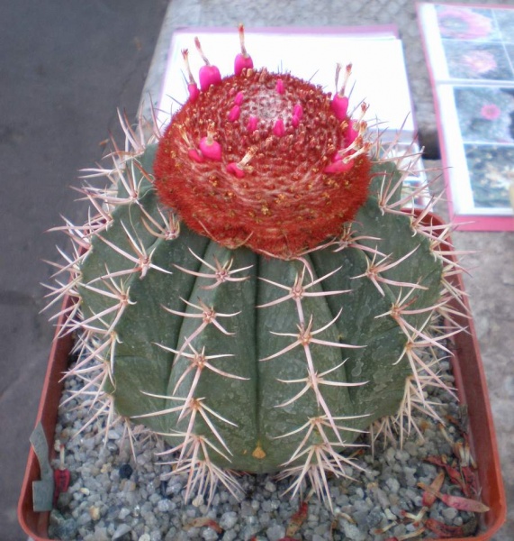 Файл:Melocactus neryi Tit.jpg