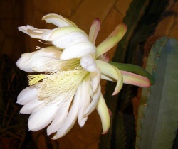 Cereus jamacaru