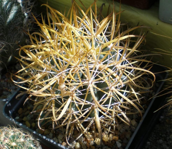 Файл:Ferocactus chrysacanthus Tit.jpg