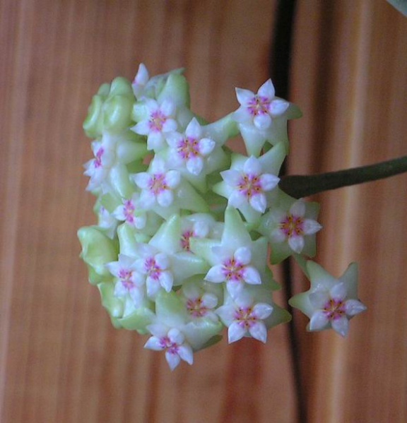 Файл:Hoya parasitica Lao.jpg
