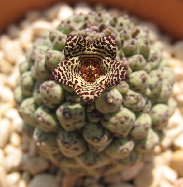 Файл:Larryleachia picta.jpg