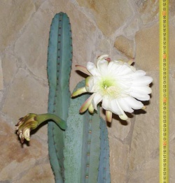 Cereus jamacaru