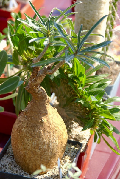 Файл:Adenium somaliense.jpg