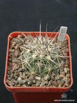 Coryphantha ramillosa SB 908