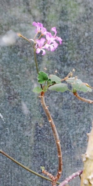 Файл:Pelargonium caylae flower.jpg