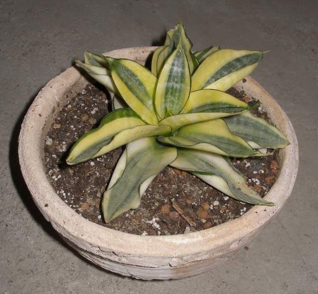 Файл:Sansevieria trifasciata cv 'Golden Hahnii'1 Iv.JPG