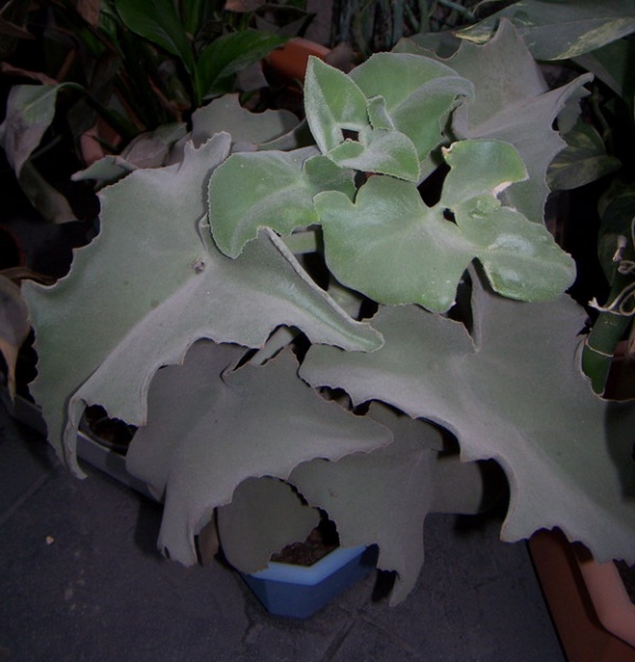 Файл:Kalanchoe beharensis.jpg