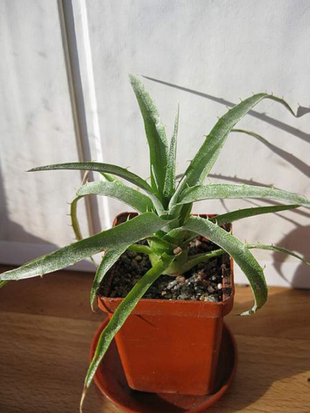 Файл:Puya venusta Goncharyuk.jpg