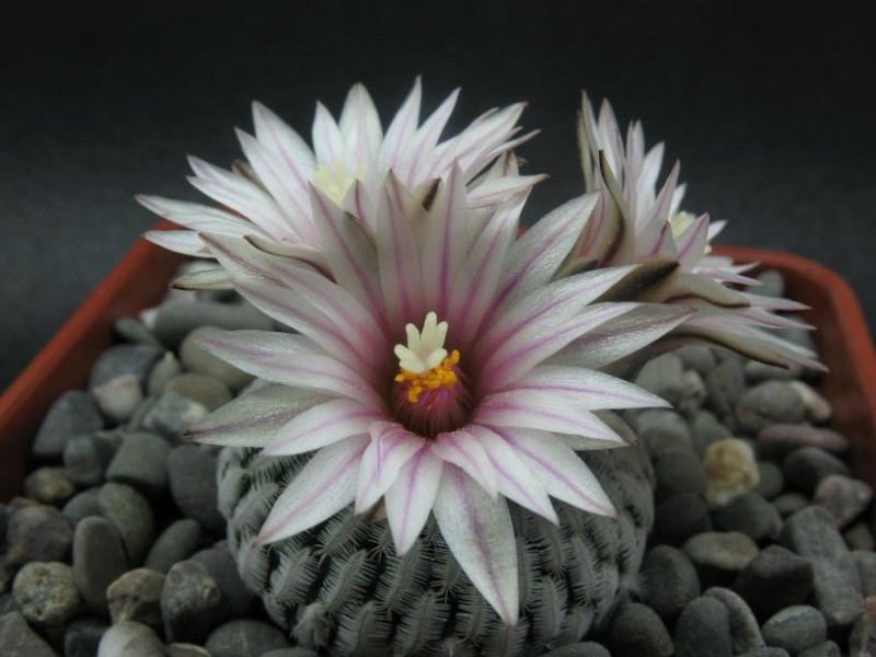 Файл:Turb pseudopectinatus1.jpg