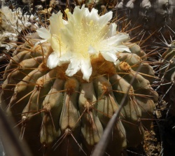 COPIAPOA haseltoniana