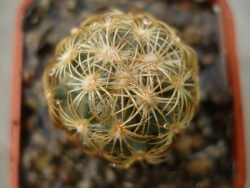 Coryphantha echinoidea КК 355