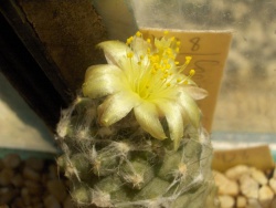 COPIAPOA tenuissima