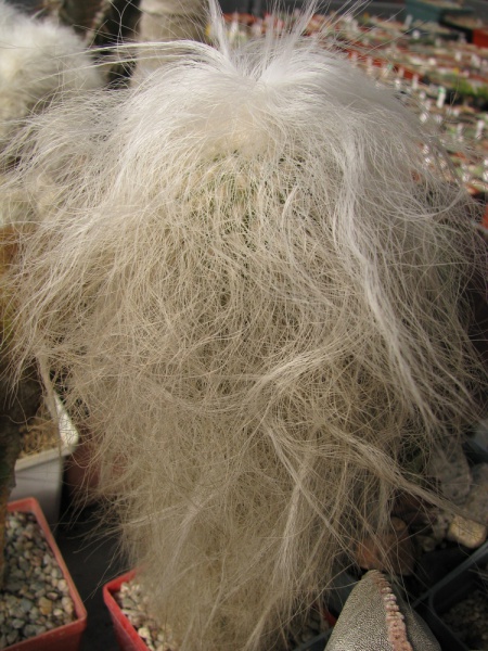 Файл:Cephalocereus senilis.jpg