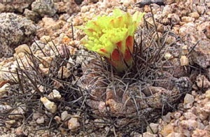 Copiapoa angustiflora.jpg