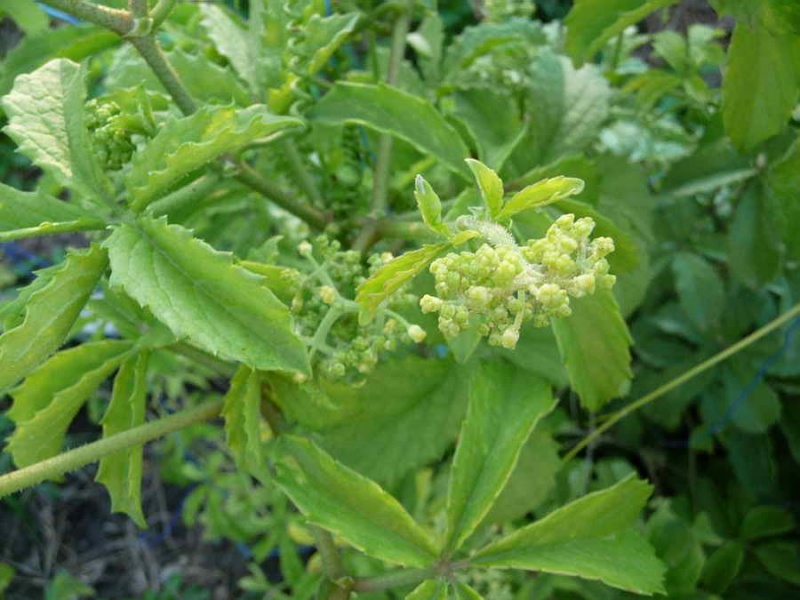 Файл:Cyphostemma cirrhosum Tim.jpg