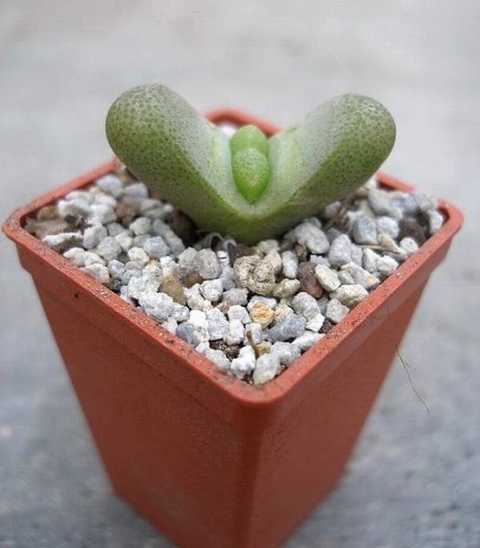 Файл:Tanquana hilmarii1.jpg